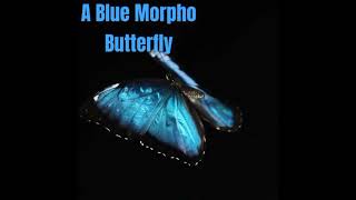 A blue morpho butterfly [upl. by Ehc]