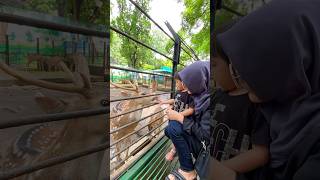 KEBUN BINATANG SURABAYA TERBARU BONBIN TAMAN SATWA KBS SURABAYA ZOO INDONESIA [upl. by Enenaj]