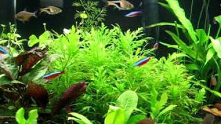 Cardinal Tetra spawning [upl. by Trilby628]