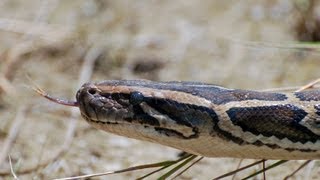 Pythons at Alligator Pond 05  Dangerous Animals in Florida [upl. by Roehm589]