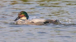 Falcated Duck 羅紋鴨 [upl. by Aiden]