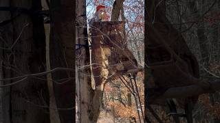 Hanging new stand deerhunting deer hunting wildlife trending fun shortsviral treestand hunt [upl. by Akirret]