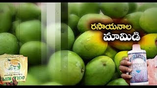 Artificial Ripening of Mangoes Goes Unabated  with Chinese Chemicals  at Vijayawada Market [upl. by Kent]