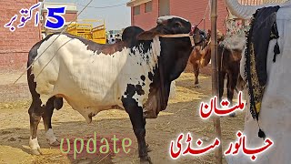 Chilidtani Nukryy kheerayy or 2 dantt Bachroo ki update Multan Cow Mandi [upl. by Aisetal]