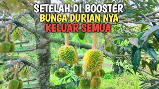 Setelah Di Booster Bunga Durian nya keluar semua [upl. by Giavani160]