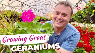 The Easy Way to Grow Great Geraniums [upl. by Htebesile]