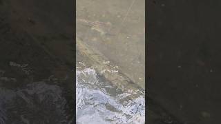 IKAN KELI BESAR 🥳 fishinggame viralvideo shortvideo [upl. by Scheers459]