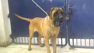 English Mastiff [upl. by Assirk]