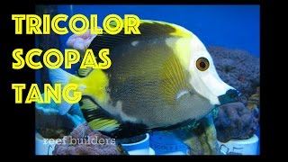 Wild Tricolor KOI Scopas Tang [upl. by Eiramnaej820]