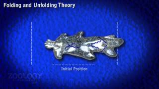 Amoeba locomotion  folding and unfolding theory [upl. by Larred]