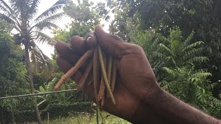 Jamaican Health Benefits of Dandelion amp Sarsaparilla [upl. by Eelinnej]