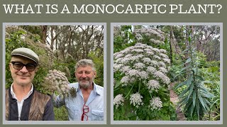 What is a monocarpic plant and why should we be growing them [upl. by Sophey]