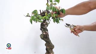 bonsai 15  process of uprooting starfruit trees bonsaisn [upl. by Yelnoc]