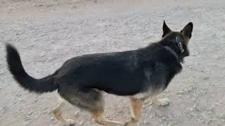 NO Barking NO Growling Reactivity walk germanshepherd workingdogtraining [upl. by Deden153]