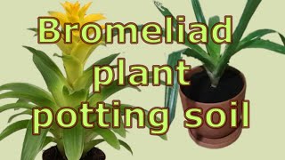 How to care for guzmania bromeliad plants How to Repot Bromeliads Bromeliad plant potting soil [upl. by Gusty532]