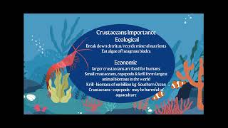 AICE Marine Science Topic 4 Understanding Echinoderms and Crustaceans [upl. by Sidwel]