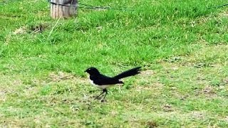 Willy Wagtail  Australian Bird  Short Documentary [upl. by Ardnoik434]