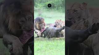 Lions Feast on a Buffalo Kill in the Serengeti safarisightings africannationalpark [upl. by Sergo]