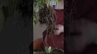 Loosening Compact Soil Between Roots  Preventing Rot in Peace Lily 🌱 asmr spathiphyllum [upl. by Vevina665]