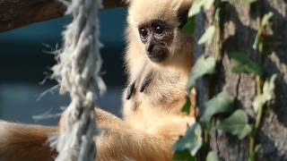 Baby Gibbon Hylobates lar Stillende Gibbon Mutter – Zoo Schönbrunn – Lumix DCFZ 82 Superzoom [upl. by Salter850]