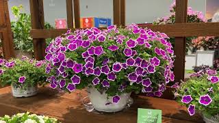 New Proven Winners Plants 2024 Featured at Cultivate [upl. by Arremat]