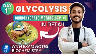 glycolysis biochemistry  carbohydrate metabolism biochemistry  glycolysis pathway biochemistry [upl. by Senalda]