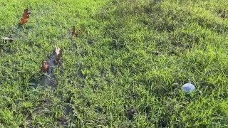 Dallas Keeton Park Golf Course dealing with flooding from leaks [upl. by Radack]