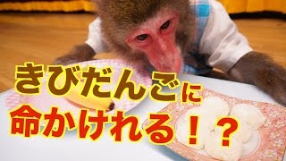 【桃太郎をリアル猿で検証】きびだんごで猿は命をかけられるのか！？（95） [upl. by Ynna713]