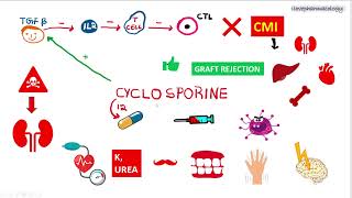 Immunosuppressants PART  2  Calcineurin INHIBITORS  CYCLOSPORINE  TACROLIMUS [upl. by Medor]