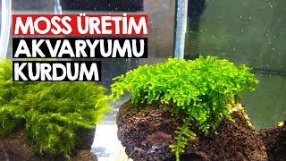 Moss Üretim Akvaryumu Kurdum  Java Moss  Moss Çeşitleri [upl. by Minardi]