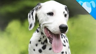 Dalmatian Facts [upl. by Berrie]