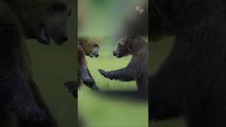 Epic Wildlife Battle Bears vs Wolves Over a Carcass [upl. by Bahner782]