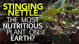 Stinging Nettle — The Most Nutritious Plant On Earth [upl. by Atiuqehc]