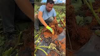 এই লোকটা সূর্যমুখী ফুলগুলো এভাবে খাচ্ছে কেন  ফুল নয় ফুলের মত দেখতে মাটির তলাতে আসল জিনিস soil [upl. by Harman]