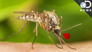 Why Are Mosquitoes So Good at Carrying Disease [upl. by Alywt]