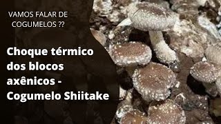 Choque termico Shiitake em Blocos axênicos  Com Zootecnista Carlos Abe da Fazenda Guirra [upl. by Arda271]