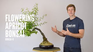 Defoliating Flowering Apricot Bonsai  BonsaiU [upl. by Inihor]