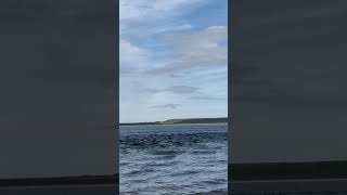 😮You Wont Believe How Many Dolphins We Found Scotland chanonrypoint [upl. by Navis]