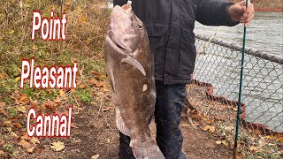 Tautog blackfish Fishing  NJ Fall 2023 [upl. by Ahsait817]