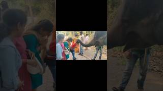 Haathi Mere Saathi🐘devotionalsong love bhubaneswar odishaanimallover [upl. by Isaacson]