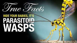 True Facts Parasitoid Wasps [upl. by Latton269]