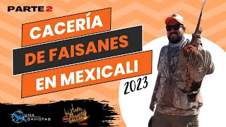 Cacería de Faisanes en Mexicali Parte 2 [upl. by Nohsreg159]