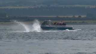 Wildlife in Scotland  Dolphins in the Moray Firth [upl. by Melitta143]