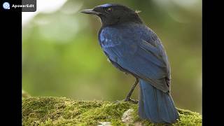 Malabar Whistling Thrush Call Sound [upl. by Billen784]