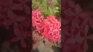 Ixora plant care ixora garden ytshorts shorts plants gardening [upl. by Jemy]