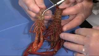 Detailed Crayfish Dissection Part I Jr High High School and College Review [upl. by Kassandra]