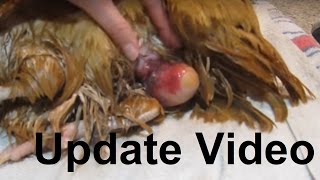 UPDATE  Fixingtreating a chicken prolapse vent amp bound egg [upl. by Melania]