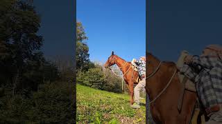 come salire a cavallo con capriola  monta al volo  cavallo  quarter horse [upl. by Windham295]