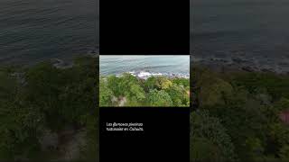 Piscinas naturales Cahuita Playa negra 🏝️ aleticovlogs naturecr [upl. by Ignatzia]