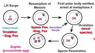 VET ENDO  Follicular Phase Part II  2023 [upl. by Desirea]